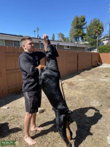 Massive European Dobermann  Listing Image