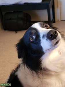 Registered ABCA Border Collie Listing Image