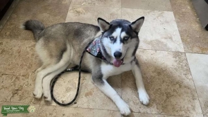 White and Grey Siberian husky Listing Image