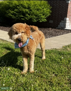F1B Stud Goldendoodle  Listing Image