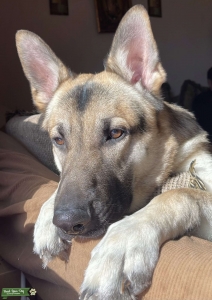 Silver Champion ACA German Shepherd Listing Image