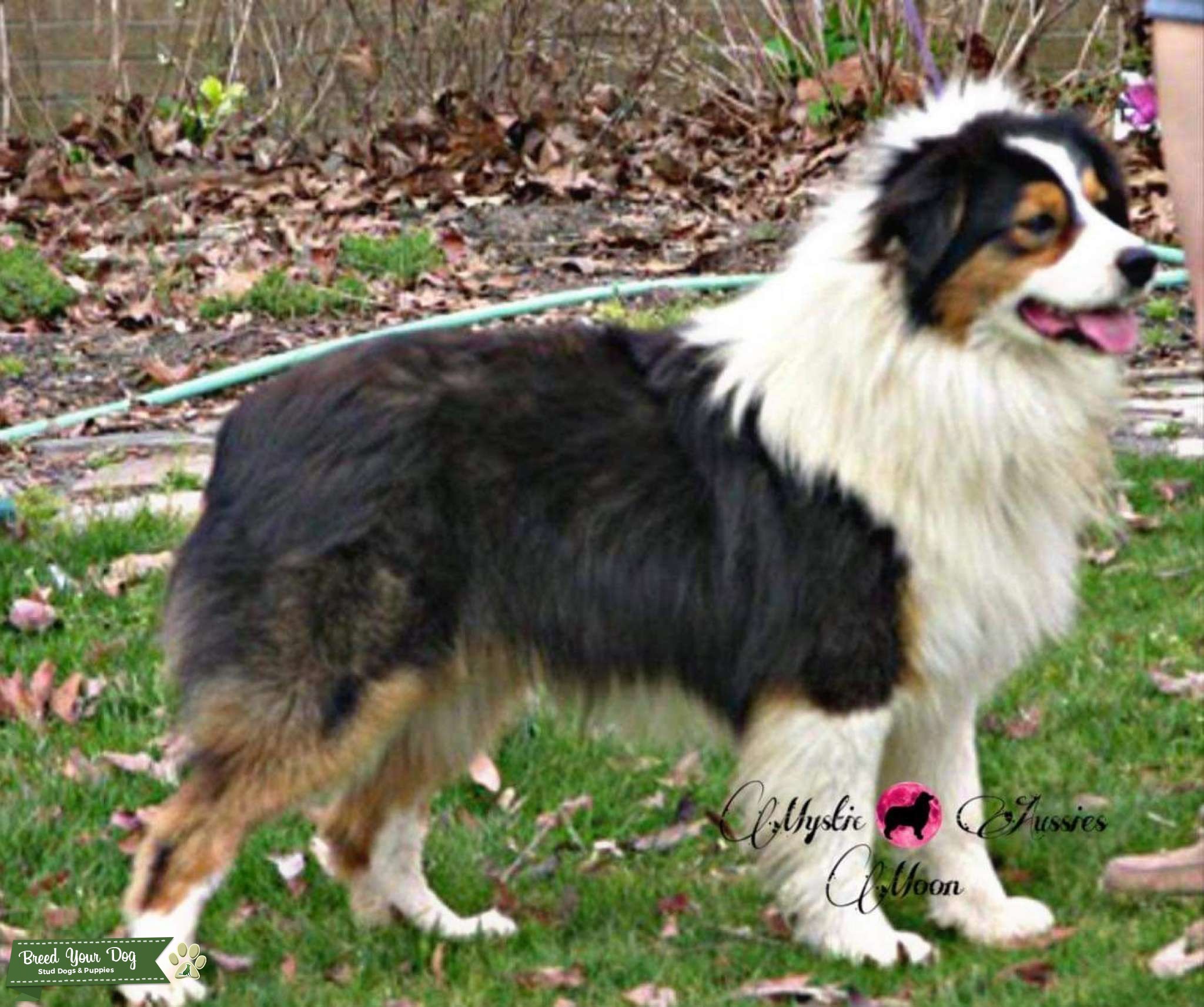 Black Tri Australian Shepherd AKC GCH lines Stud Dog in CT, the