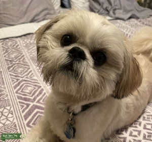 Shih Tzu Stud Available  Listing Image