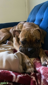 Brindle Boxer Listing Image