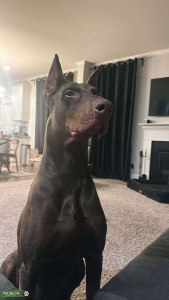 6 year old Red  Domerman stud  Listing Image