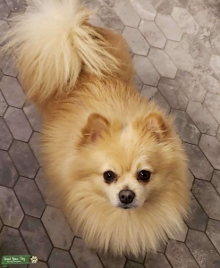  Pomeranian,looking for a perfect match Listing Image