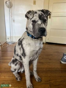 Merle Gray Shar Pei Listing Image