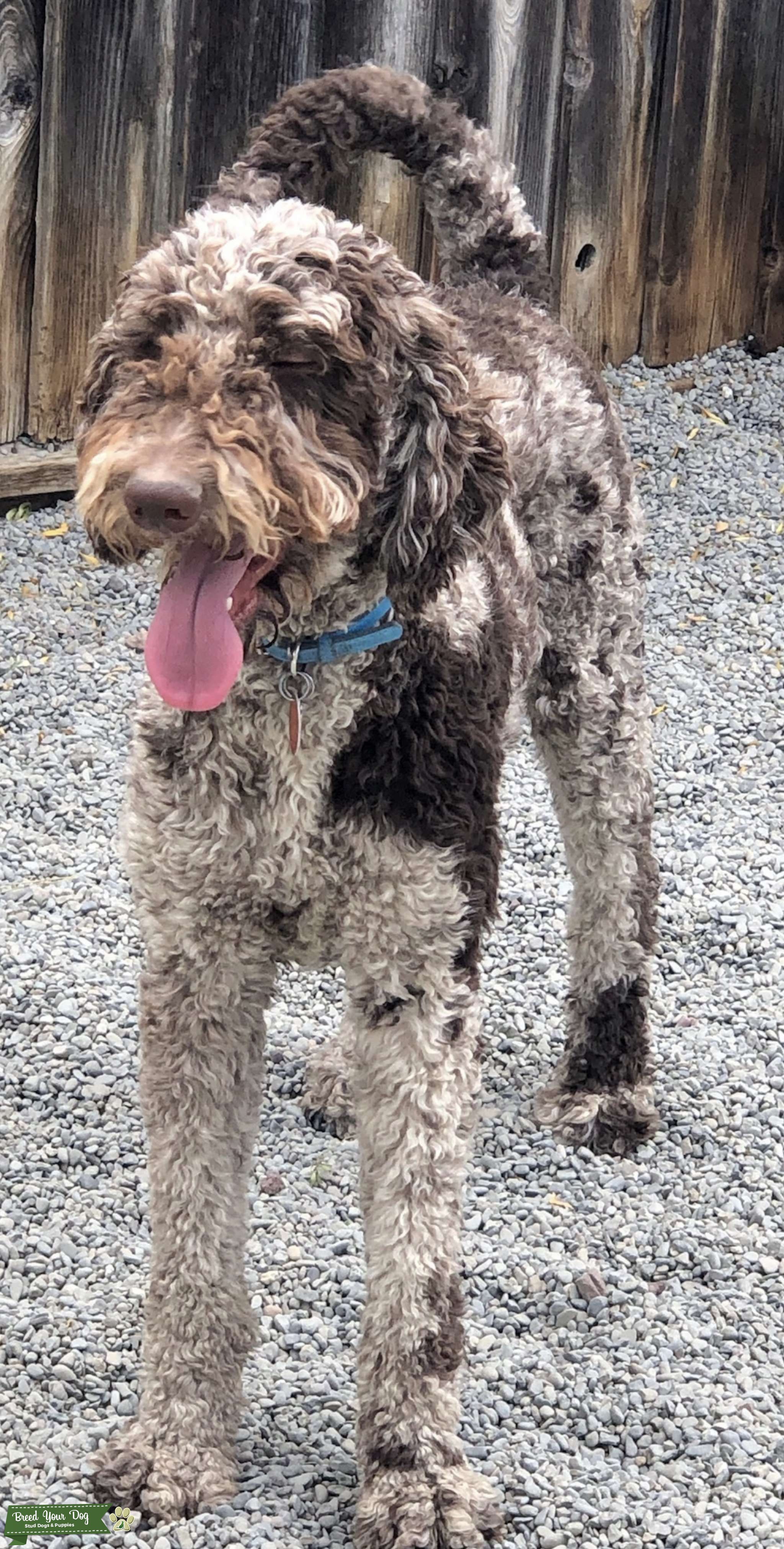 Chocolate Merle Poodle Stud Dog San Francisco Bay Area Breed Your Dog