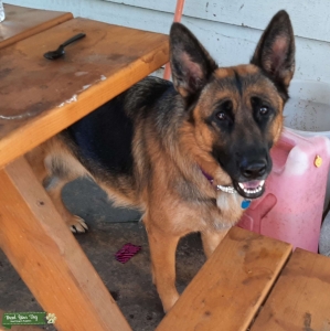 Beautiful Purebred GSD (unpapered) Listing Image