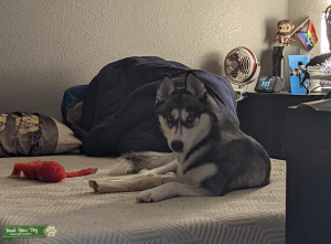 Purebred Siberian Husky Listing Image