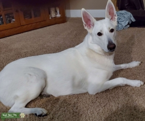 Looking for White GSD stud Listing Image