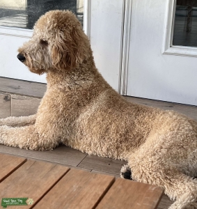 Goldendoodle for stud  Listing Image
