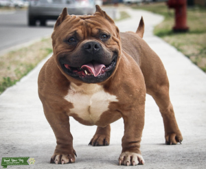 ABKC registered American Pocket Bully Grand Champion Pedigree Listing Image
