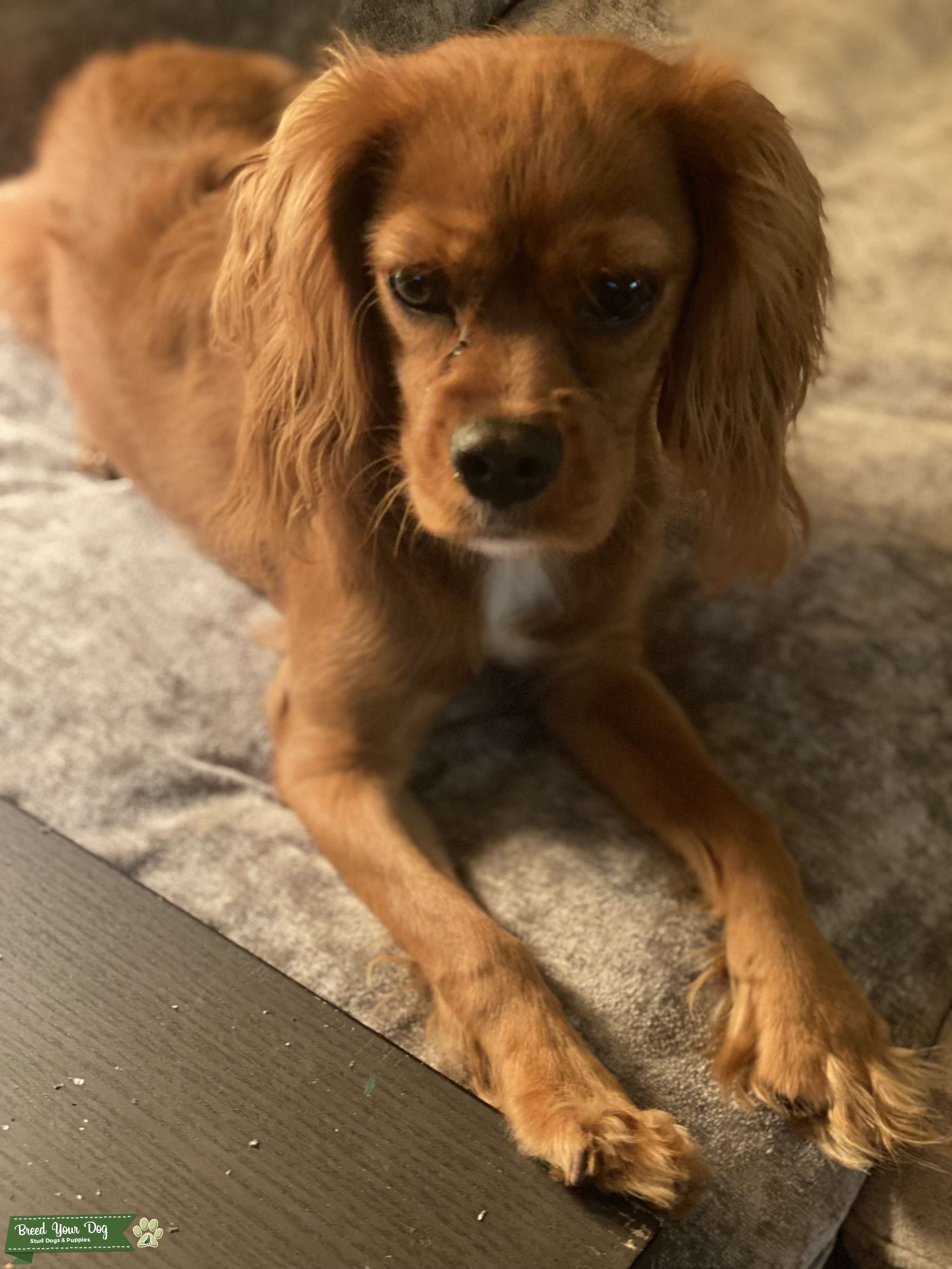 Cavalier King Charles Stud Dog in Phoenix , United States Breed