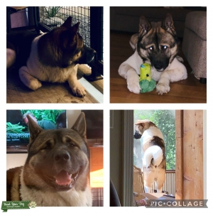 Handsome Akita Listing Image