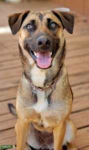 German Sheperd/ Husky/ Pitbull/ Hound dog Listing Image
