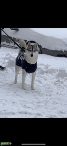 Black/Grey/white Siberian husky ready to mate Listing Image