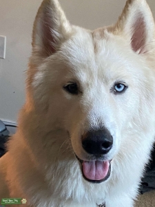 White Husky Male Listing Image