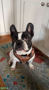  Pudge: Your Ideal French Bulldog/Boston Terrier Stud! Listing Image