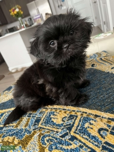 Shih Tzu Stud in Columbus, Ohio Listing Image