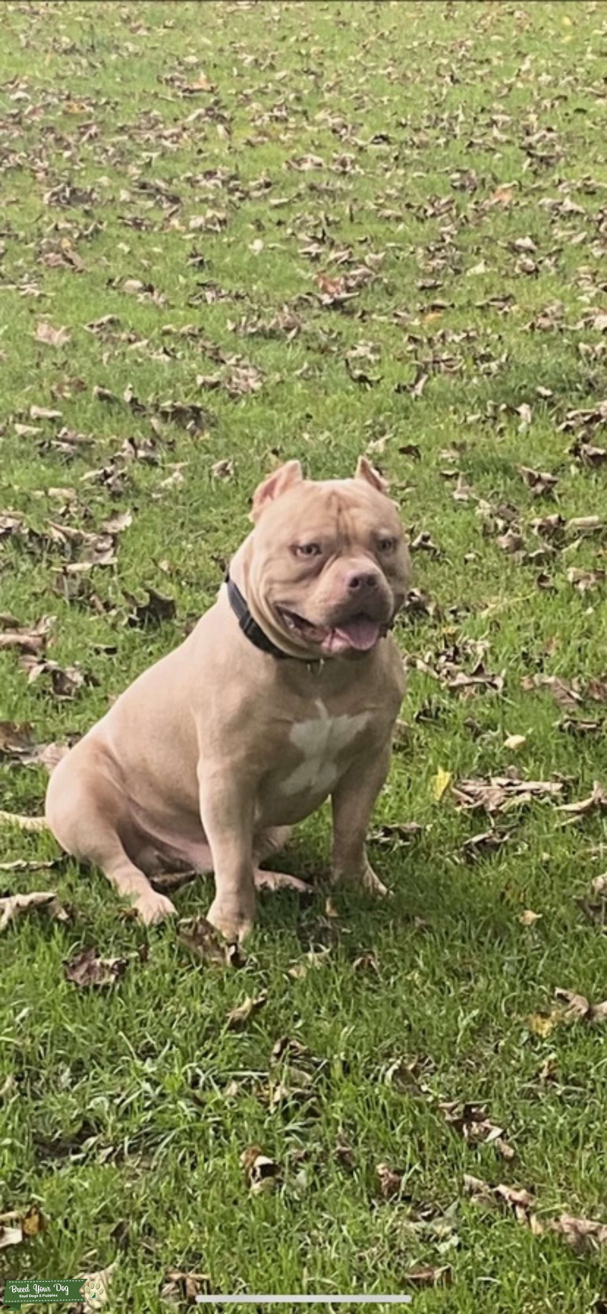 Pocket bully Stud Dog in Stourbridge, the United States Breed Your Dog