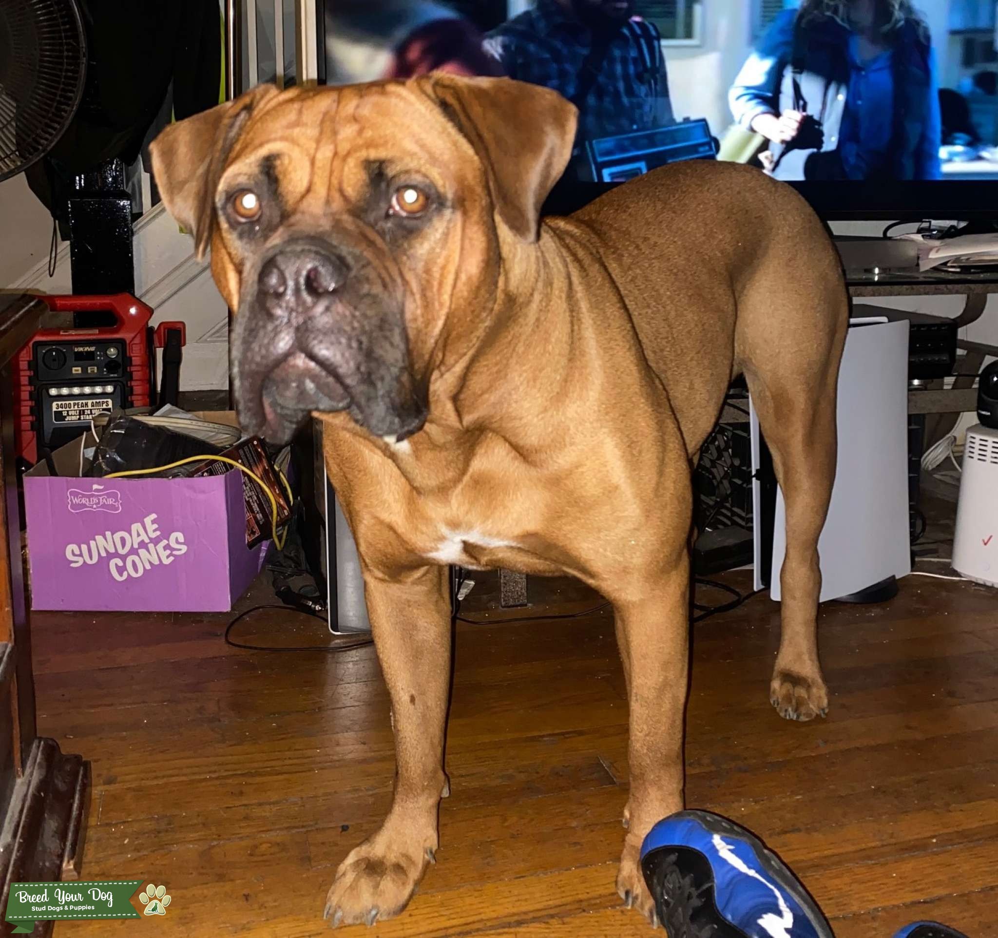 Fawn Female Bullmastiff Stud Dog in Washington DC, the United States