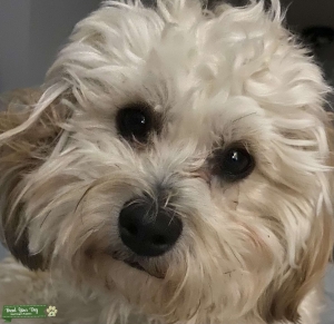 Shorkie Chon Male Stud 10mo Listing Image