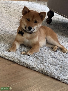 Red Shiba Female Listing Image