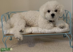 All White Bichon Frise AKC Purebred  Listing Image