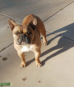 Red Fawn Merle French Bulldog Listing Image