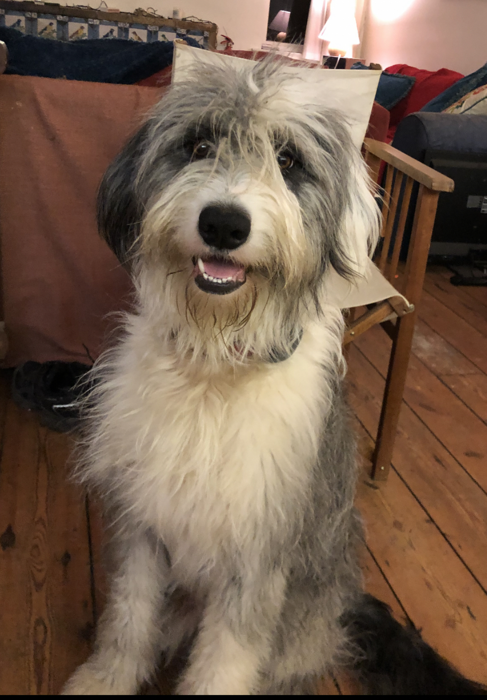 Old English Sheepdog Collie Mix Shop Old English Sheepdog Cross