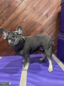 Gray French Bulldog  Listing Image