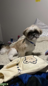 Brown and white shih tzu Listing Image