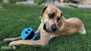 Brindle Mastiff Great Dane Listing Image