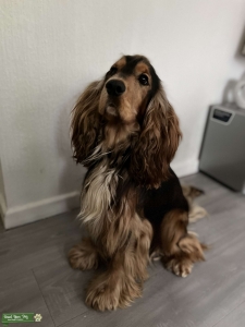 Liver&Tan show cocker spaniel  Listing Image