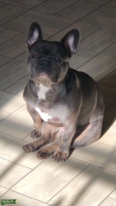 Blue/Tan French Bulldog Available for Stud Listing Image