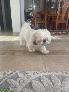 Gold and White Shih Tzu Listing Image