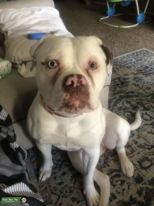  Heterochromia American Bulldog  Listing Image