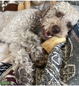 Looking for a stud to breed with my female Labradoodle Listing Image
