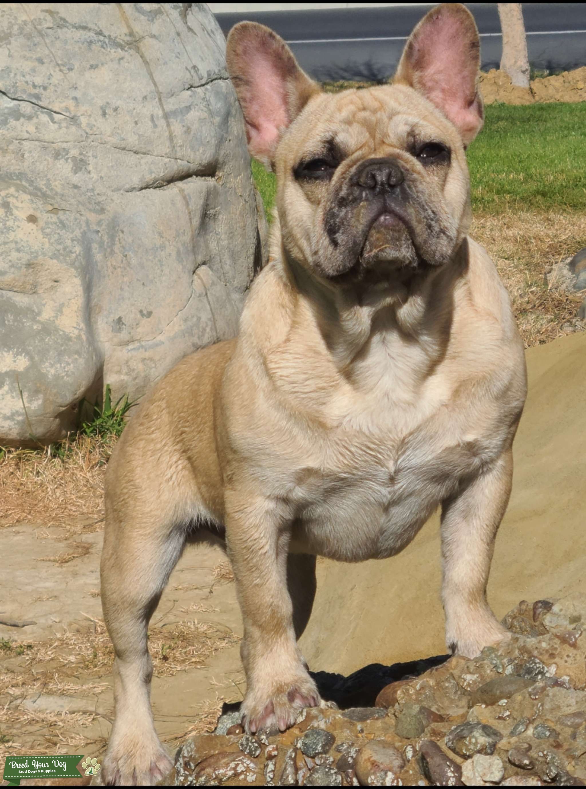 Fawn Merle Frenchie, carries blue Stud Dog in California, the United