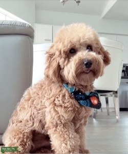 Mini Golden Doodle for Stud Listing Image