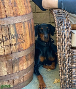 American Doberman Pinscher Listing Image