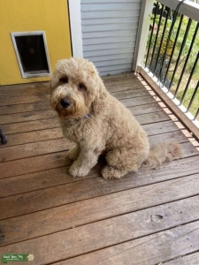 Golden Doodle Male  Listing Image