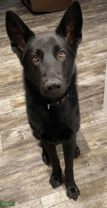 Black German Shepherd Stud Listing Image