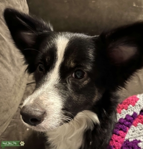 Female miniature Australian shepherd  Listing Image