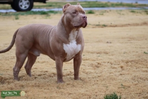 Xl Bully for stud Listing Image