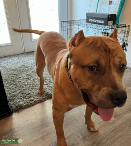Pitbull Terrys Listing Image