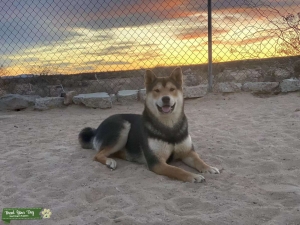 Akc male shiba inu for stud service  Listing Image