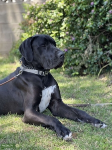 Black Great Dane Listing Image