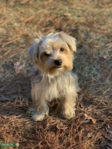 Yorkshire Terrier Stud Listing Image